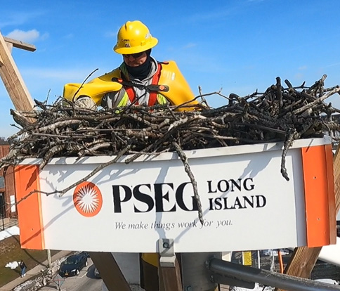 PSEG Long Island moving osprey nest