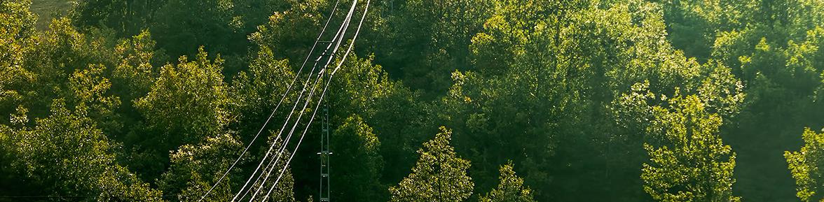 Aerial shot of power lines strung through leafy green trees