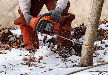 Closeup of a chainsaw sawing through a tree trunk
