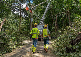 Utility pole and wires tangled with downed tree
