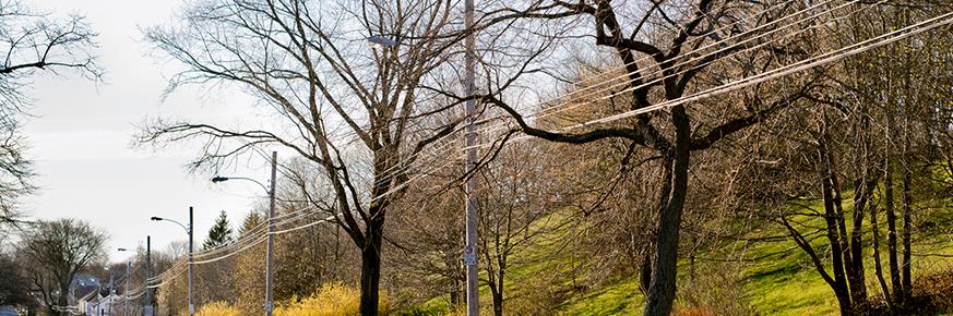  Trees along the side of a road with power lines running through the tree branches