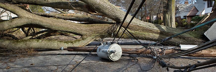 Downed wires and utility pole trapped beneath a fallen tree