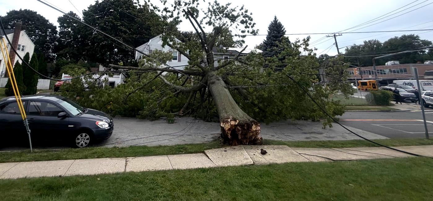 Tree down on LI