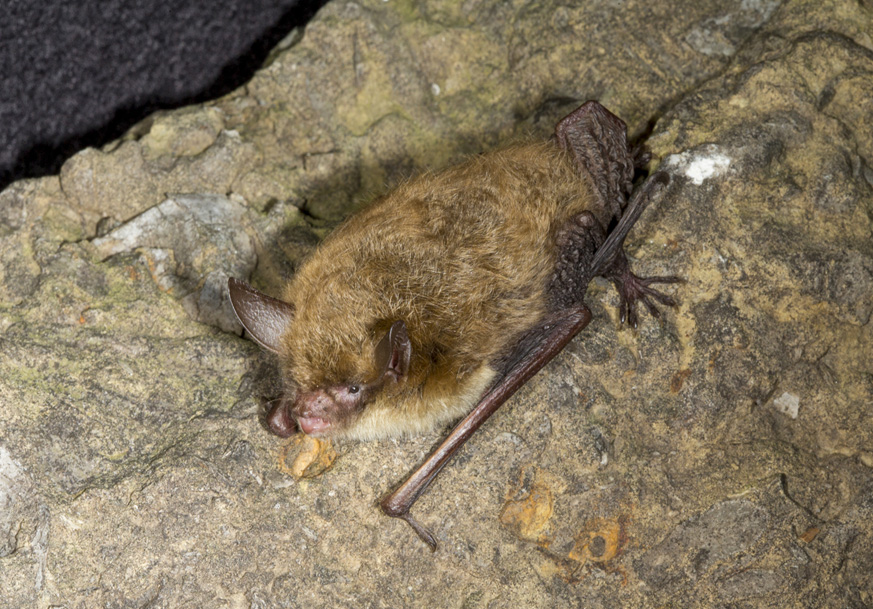 Northern Long-ear bat