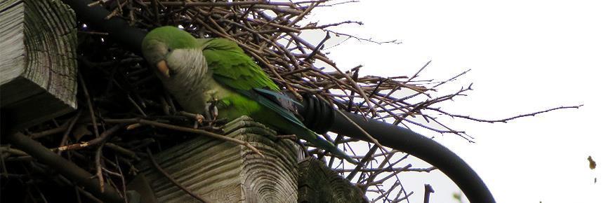 monk parakeet