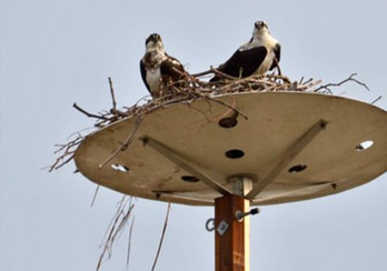 osprey on long island