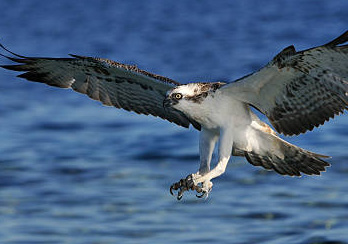 osprey on long island