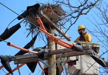 Osprey nest relocation