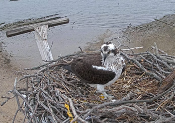 long island opsrey camera