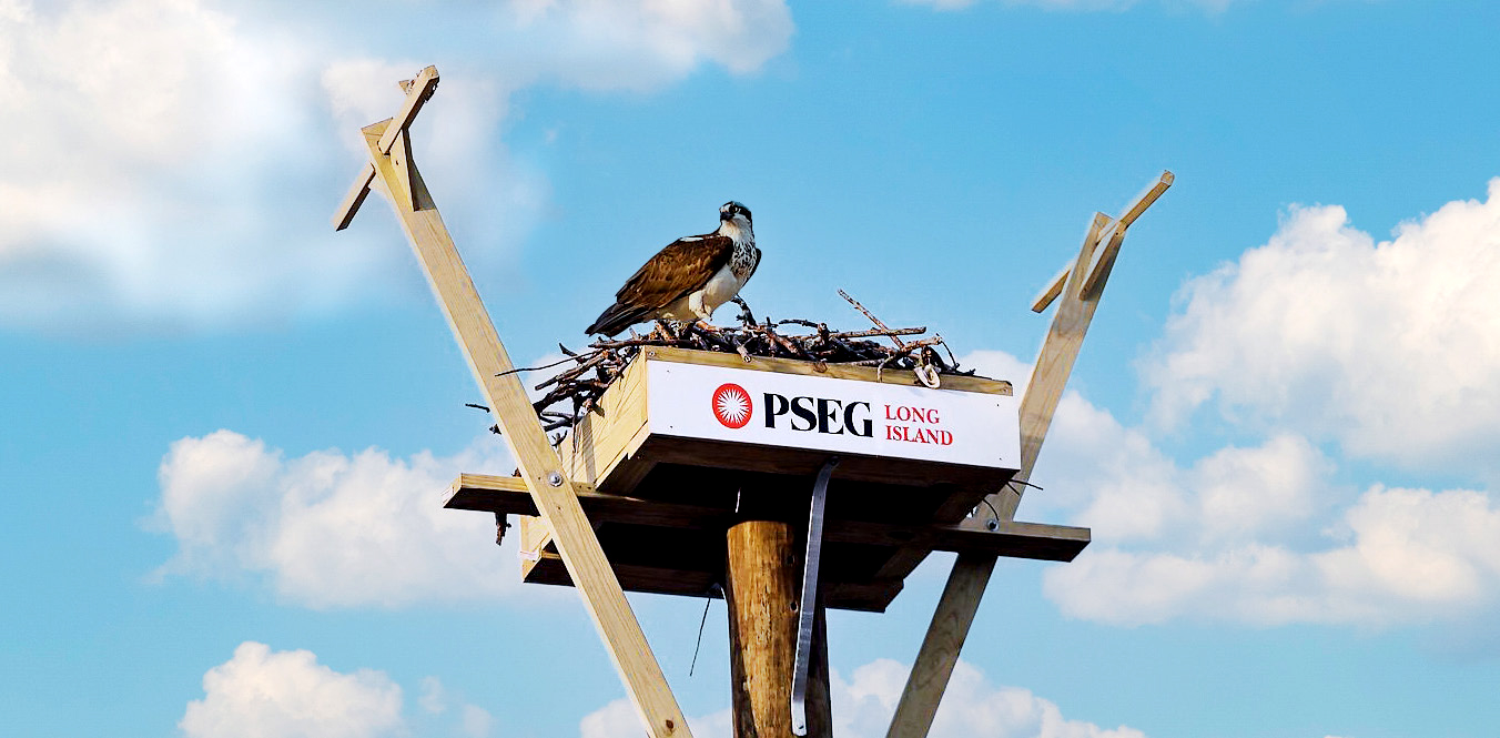 Osprey nest