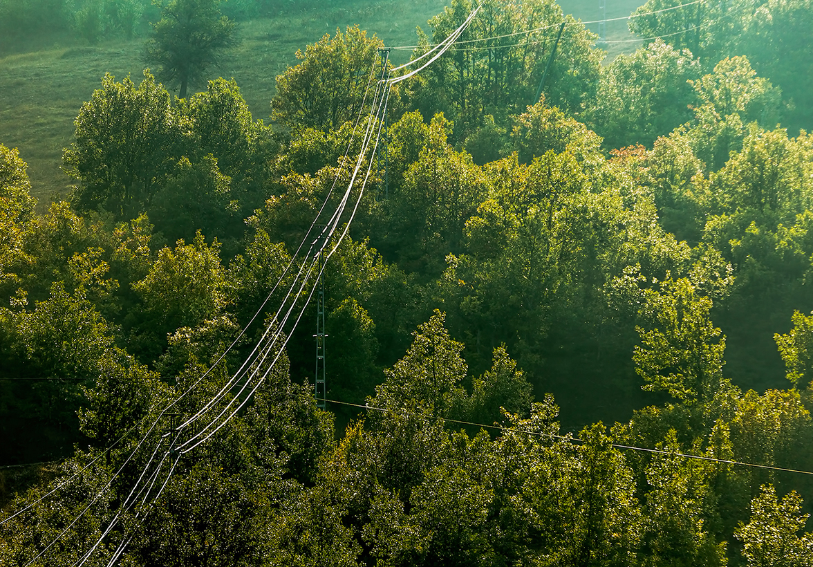 Aerial shot of power lines strung through leafy green trees
