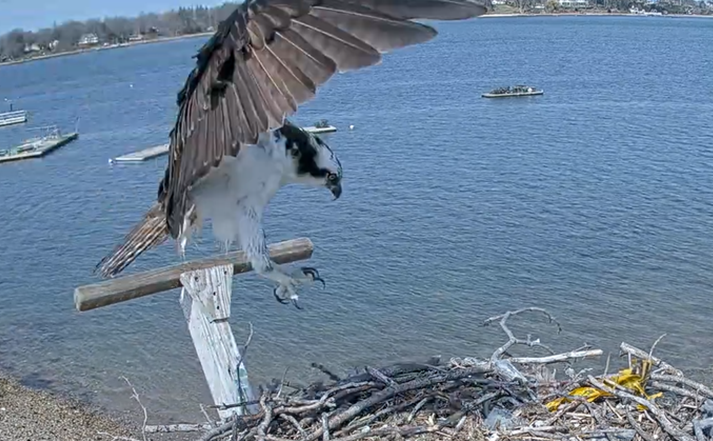 An osprey lands in its nest atop a pole in Oyster Bay. PSEG Long Island, which relocates osprey nests to protect the birds from electric shocks, has set up webcams so the public can enjoy the birds' comings and goings.
