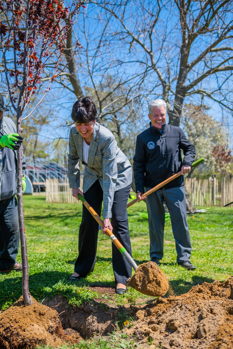 PSEG Long Island's Peggy Keane (left) and Suffolk County Executive Steve Bellone help plant a tree in West Sayville on Arbor Day.