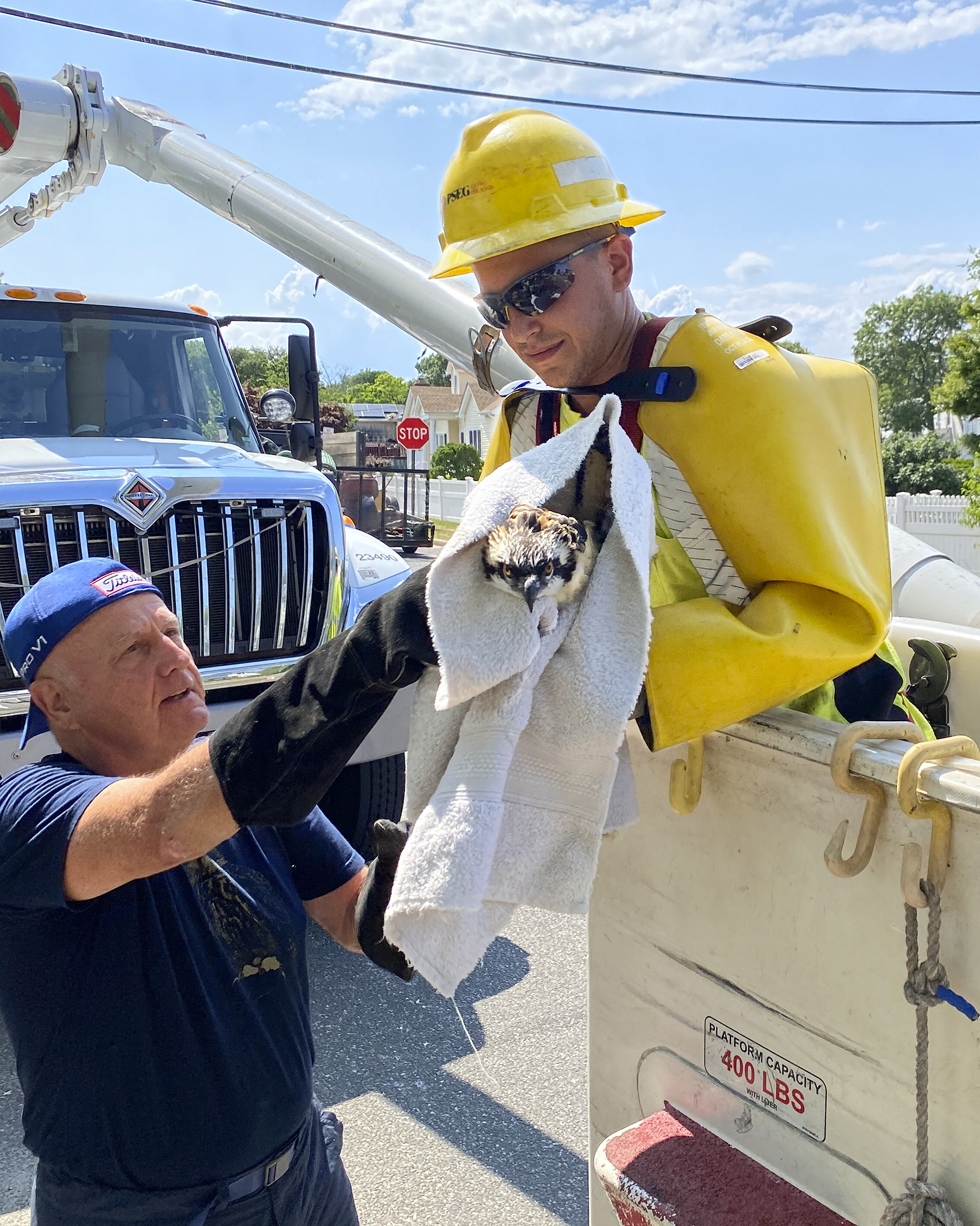 PSEG Long Island Line Worker Alec Frank takes a 6-week-old fledgling osprey from local wildlife expert Jim Jones and wraps it in a blanket before safely delivering it back to its nest in Bayville. 