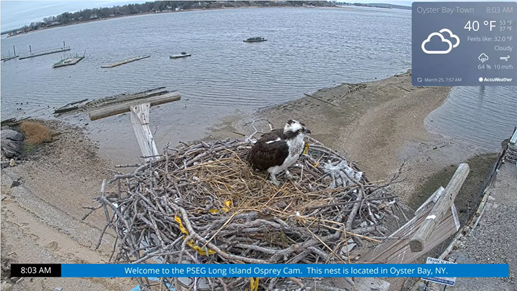 Oyster Bay Osprey Cam