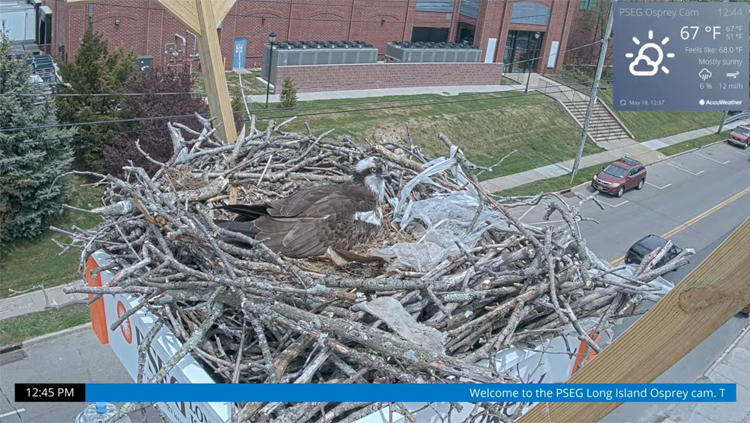 Patchogue Osprey Cam